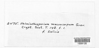 Bipolaris oryzae image